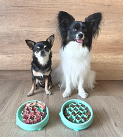 Milyen étrendet válasszak a kutyámnak?