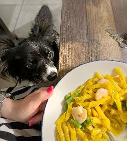 Miért nem jó ötlet asztalról etetni a kutyát? – A maradéketetés veszélyei és tudatos alternatívái