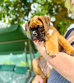 Kölyökkutya érkezése  a családba - így készülj fel tudatosan!