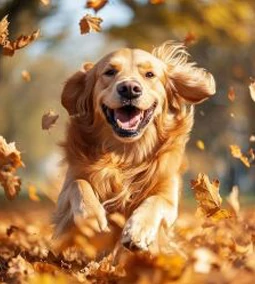 Őszi immunerősítés kutyáknak – így készítsd fel kedvencedet a hűvösebb hónapokra