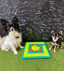 Logikai játék kutyáknak - hogyan fejleszti kedvenced elméjét?