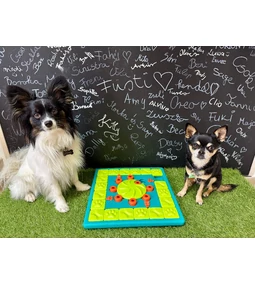 Logikai játék kutyáknak - hogyan fejleszti kedvenced elméjét?