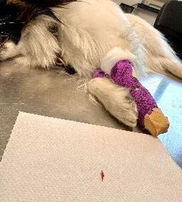 Nyári veszélyek kutyád számára – Toklász, forró aszfalt & napszúrás megelőzése