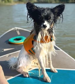 Kutyabarát fürdőhelyek Magyarországon - így strandolj tudatos gazdiként 2025 nyarán!