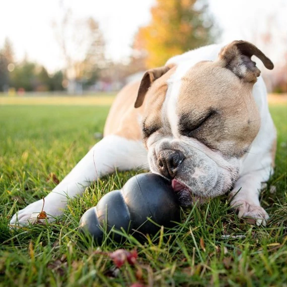 KONG® Extreme harang Small